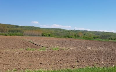 Leskovac raspisao konkurs za podsticaje u poljoprivredi: Rok za prijavu do 26. juna
