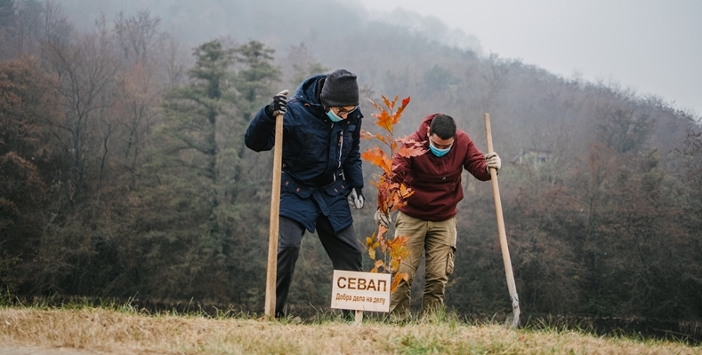 NOVI DRVORED PORED VLASINE