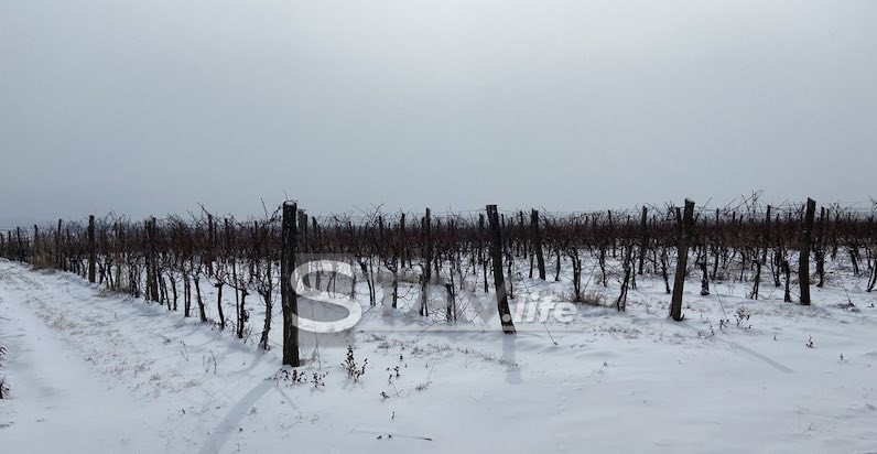 DANAS SLAVIMO SVETOG TRIFUNA, ZAŠTITNIKA VINA I VINOGRADARA