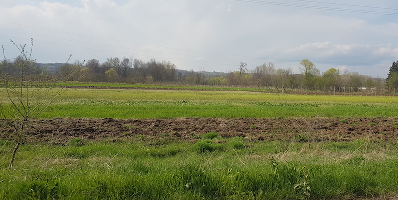 SETVU KUKURUZA U JABLANIČKOM OKRUGU DIKTIRALI VREMENSKI USLOVI