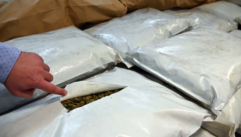 Zaplenjeno 300 kilograma marihuane