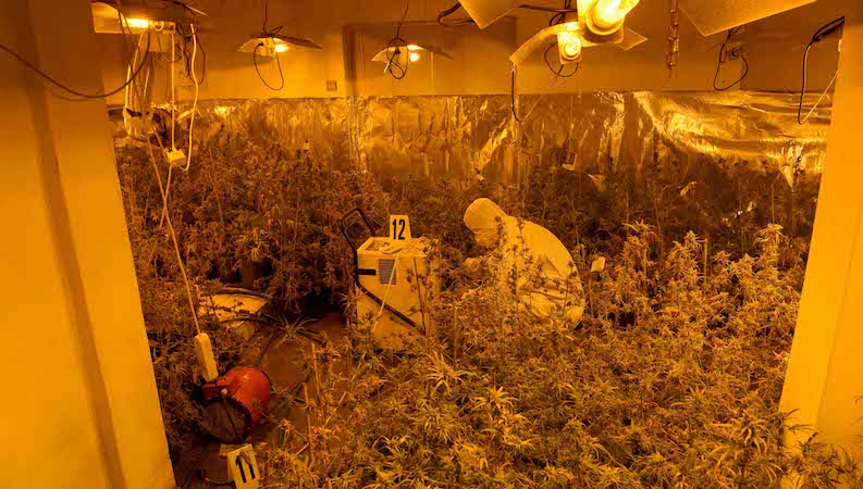 Kod Niša pronađena improvizovana laboratorija za uzgajanje kanabisa