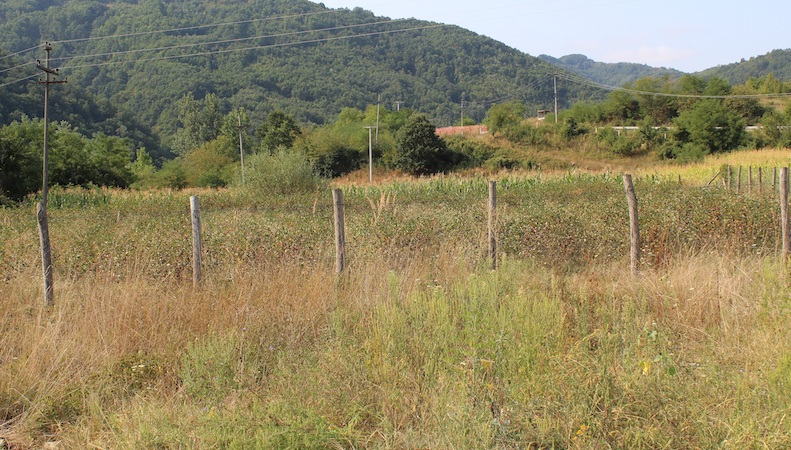 Afrička kuga u lovištu Lužnica