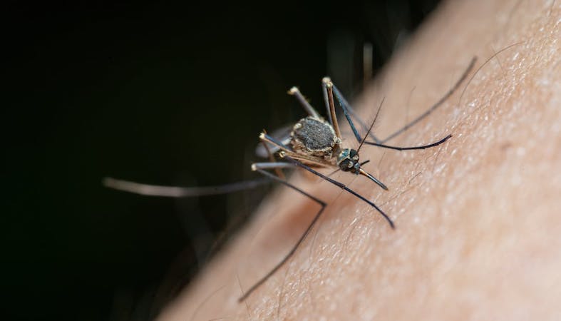 Otkazana akcija zamagljivanja komaraca