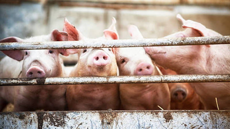 Afrička kuga svinja zabeležena u preko hiljadu gazdinstava, ima je i u Jablaničkom okrugu