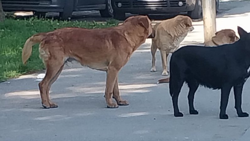 Za deset dana policiji prijavljeno deset ujeda pasa u Leskovcu