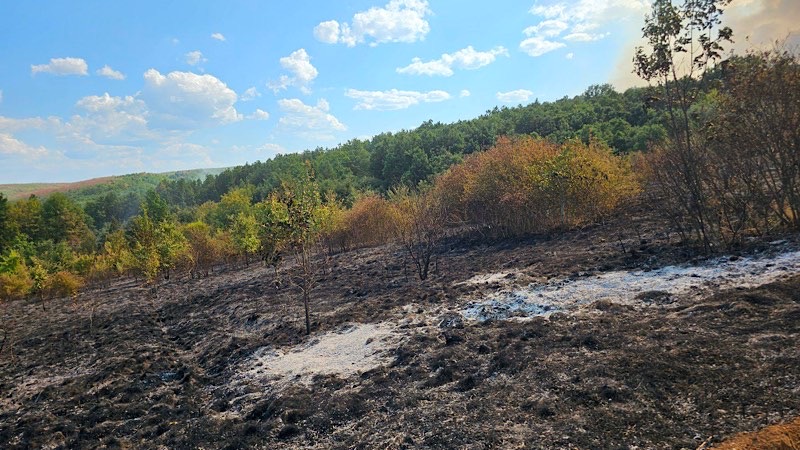 Izbio veliki požar u Čekminu, preti da se proširi na okolna sela