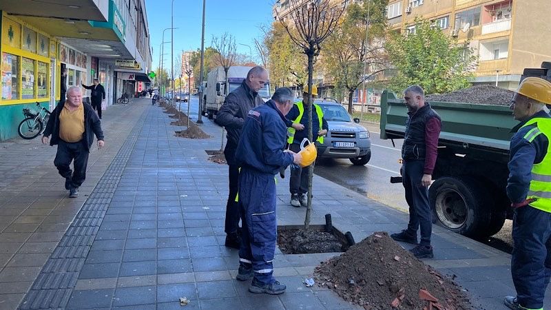 U centru Leskovca novih 27 stabala, ove jeseni dopuna drvoreda na više mesta