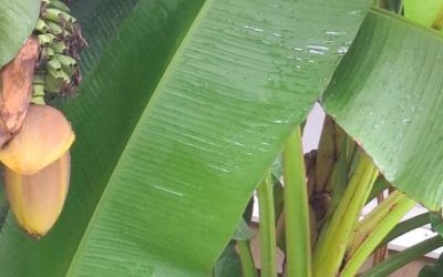 Neverovatno: Banana u dvorištu dispanzera ima prve plodove