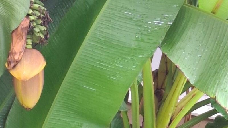 Neverovatno: Banana u dvorištu dispanzera ima prve plodove