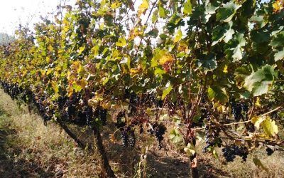 Opština Vlasotince raspisala javni poziv za subvencije u poljoprivredi – Rok za prijavu do 18. decembra