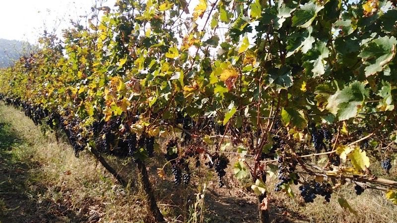 Opština Vlasotince raspisala javni poziv za subvencije u poljoprivredi – Rok za prijavu do 18. decembra