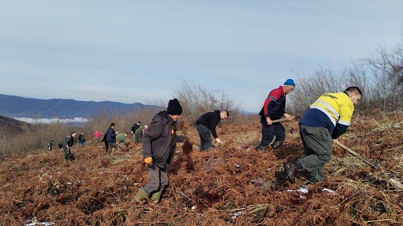 Pošumljena površina od  6,9 hektara u ataru sela Babičko
