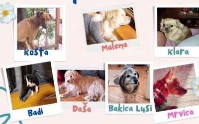 Borba jedne žene za napuštene životinje: Dragana iz Leskovca traži pomoć za pse i mačke koje je spasila