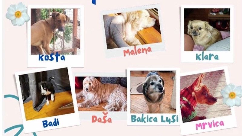 Borba jedne žene za napuštene životinje: Dragana iz Leskovca traži pomoć za pse i mačke koje je spasila