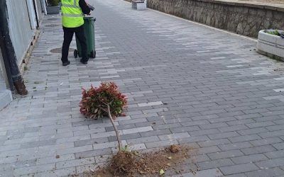 Vandalizam – Počupane sadnice