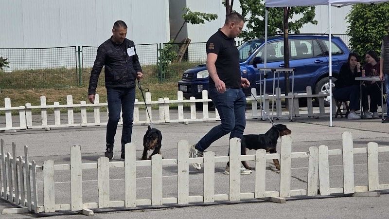 U Leskovcu održana „Nacionalna izložba pasa svih rasa CAC 2026“