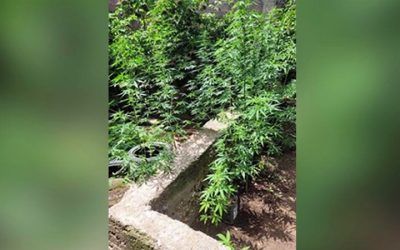 Policija pronašla 13 stabljika i 130 grama marihuane