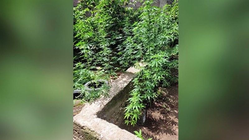 Policija pronašla 13 stabljika i 130 grama marihuane