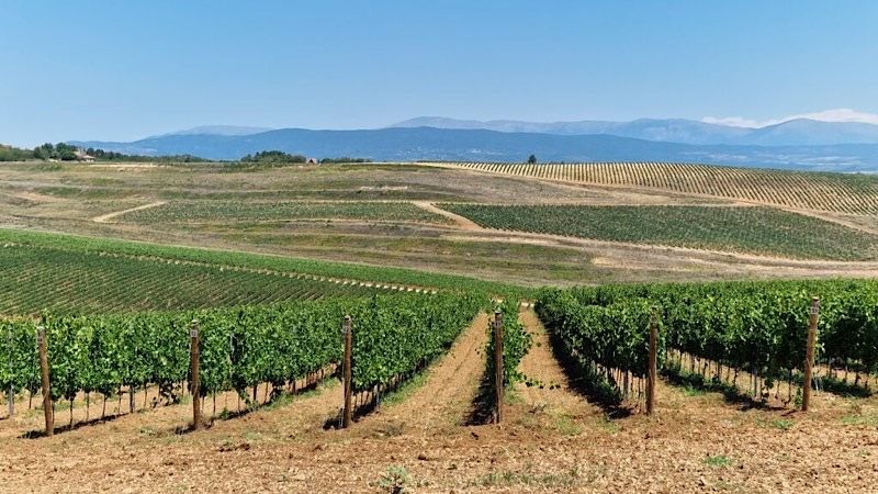 Cvetanović i Bošnjak posetili platažu vinove loze i leske u Donjem Sinkovcu
